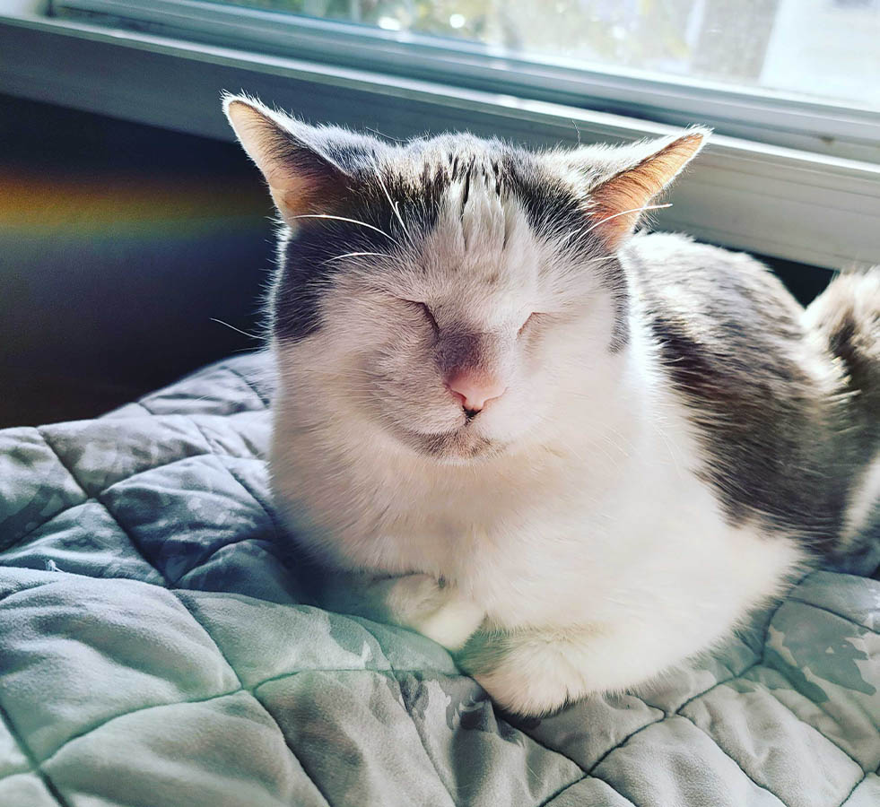 Olivia Wade - Pet Cat Portrait in the Sun